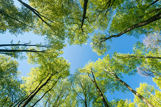 Vista hacia arriba de árboles con el cielo