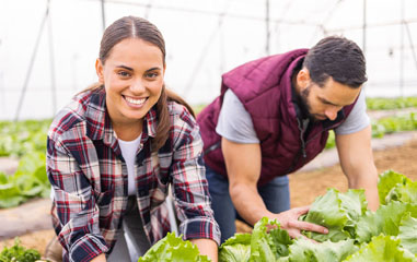 personas cultivando lechugas